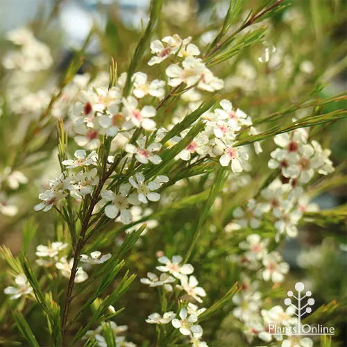Sannantha Angusta (Clarence River Baeckea)
