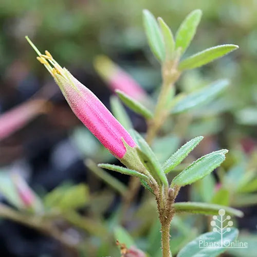 Correa Decumbens (Spreading Correa)