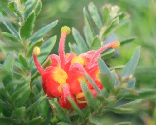 Grevillea 'Fireworks' (Grevillea Fireworks)