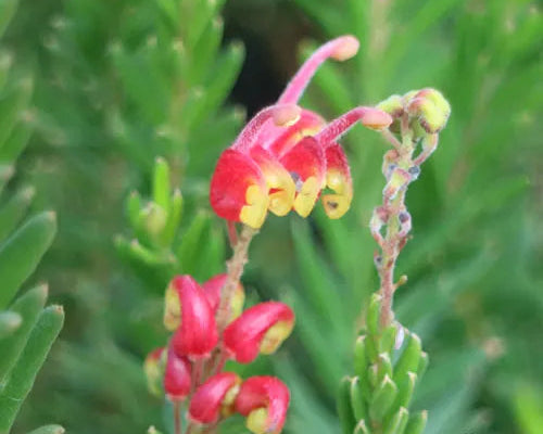 Grevillea 'Fireworks' (Grevillea Fireworks)