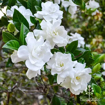 Gardenia Augusta 'True Love®' (True Love® Gardenia)