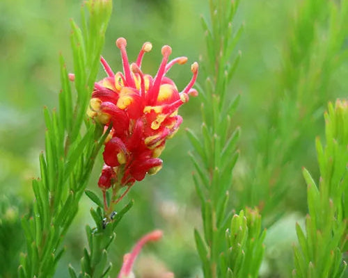 Grevillea 'Fireworks' (Grevillea Fireworks)