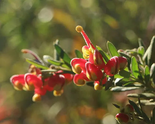 Grevillea 'Fireworks' (Grevillea Fireworks)