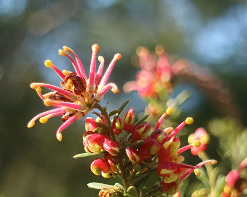 Grevillea 'Fireworks' (Grevillea Fireworks)