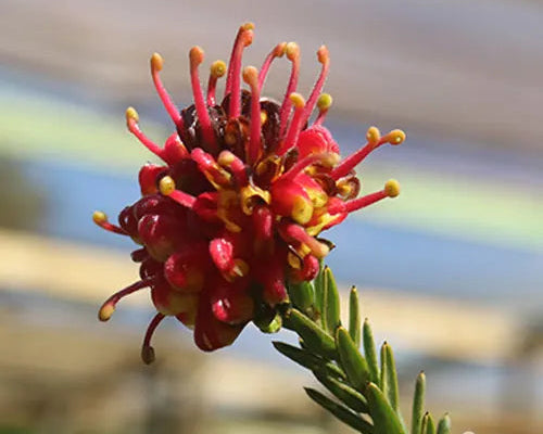 Grevillea 'Fireworks' (Grevillea Fireworks)