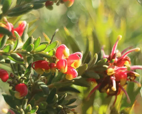 Grevillea 'Fireworks' (Grevillea Fireworks)