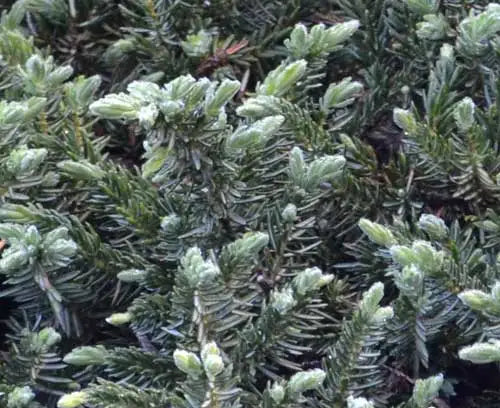 Juniperus taxifolia Lutchuensis (Juniper Groundcover)