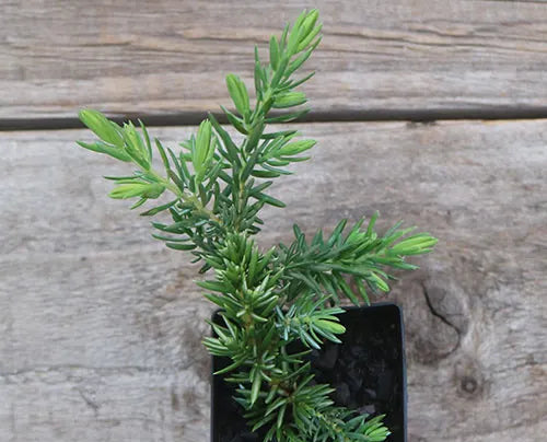 Juniperus taxifolia Lutchuensis (Juniper Groundcover)