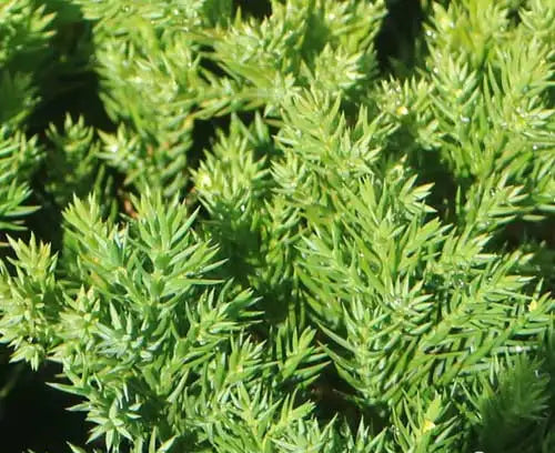 Juniperus taxifolia Lutchuensis (Juniper Groundcover)