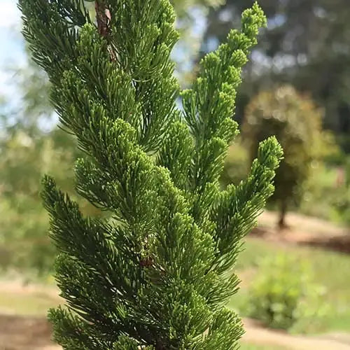 Juniperus Chinensis 'Keteleeri'