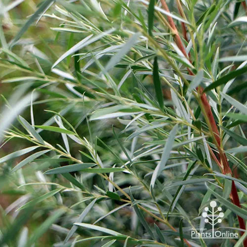 Leptospermum brachyandrum 'Silver' (Silver Weeping Tea Tree)