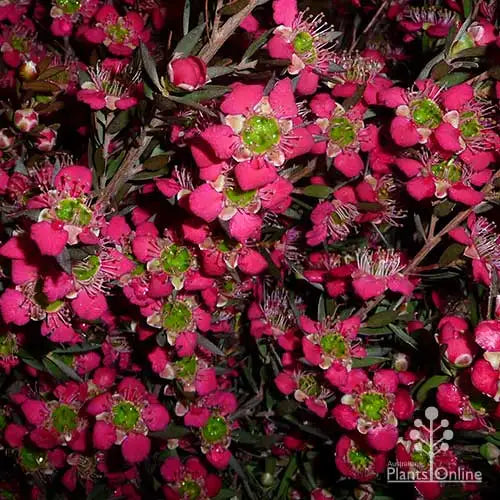 Leptospermum ‘Rudolph’ (Rudolph Tea Tree)