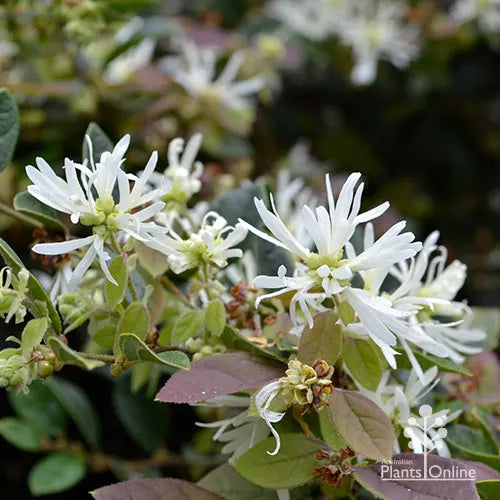 Loropetalum chinense 'White' (White Chinese Fringe Flower)