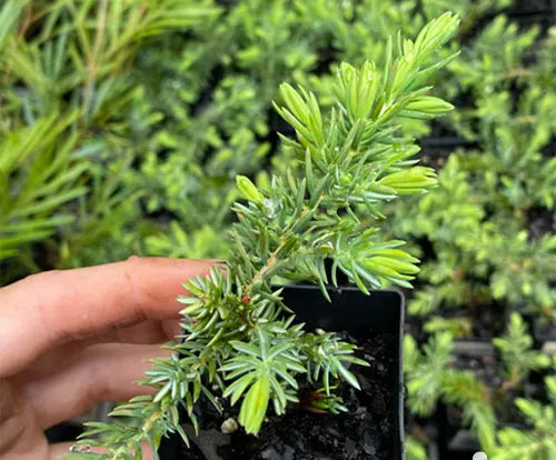 Juniperus taxifolia Lutchuensis (Juniper Groundcover)