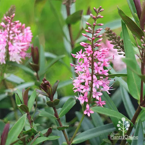 Hebe ‘Marie Antoinette’ (Hebe)