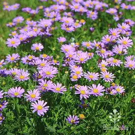 Brachyscome 'Mauve Bliss' (Mauve Bliss Swan River Daisy)