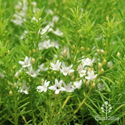 Myoporum Parvifolium ‘Fine Leaf White’