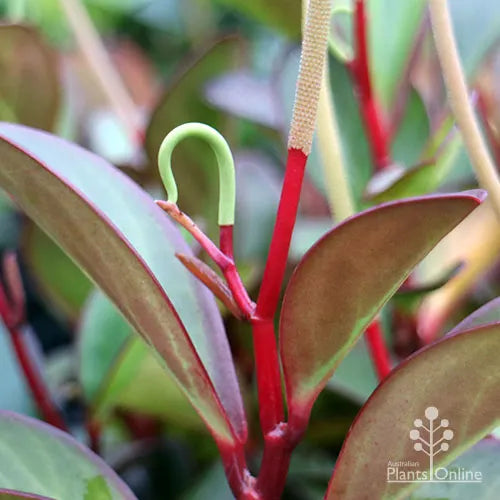Peperomia Clusiifolia ‘Red Edge’ (Red Edge Peperomia)