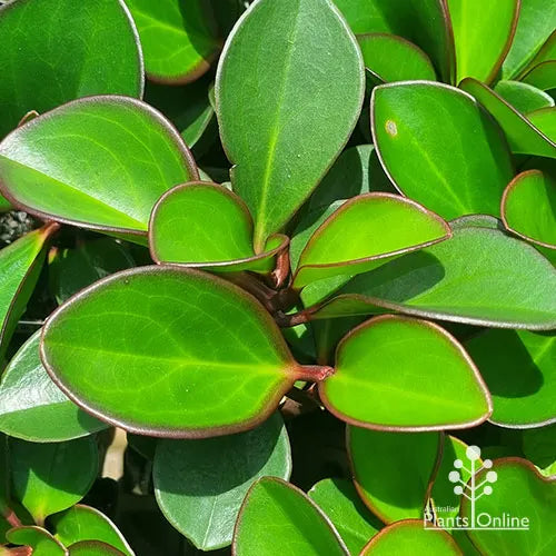 Peperomia Clusiifolia ‘Red Edge’ (Red Edge Peperomia)