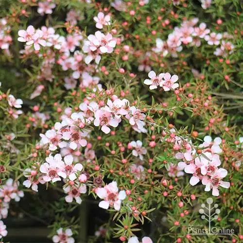 Leptospermum ‘Pink Cascade’ (Pink Cascade Tea Tree)