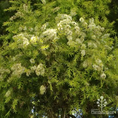 Melaleuca bracteata ‘Revolution Gold’ (Honey Myrtle)