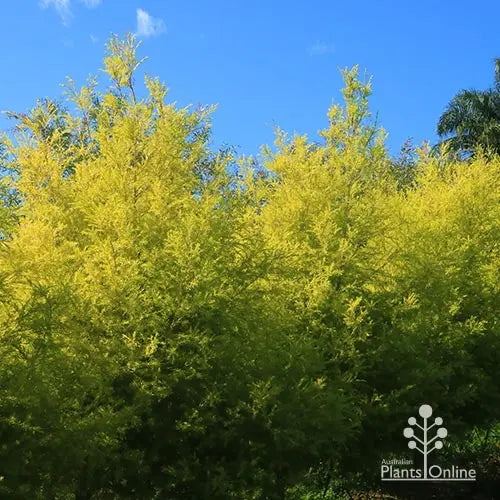 Melaleuca bracteata ‘Revolution Gold’ (Honey Myrtle)