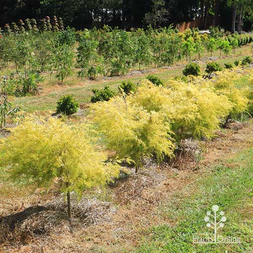 Melaleuca bracteata ‘Revolution Gold’ (Honey Myrtle)