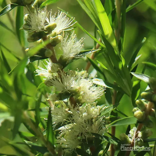Melaleuca bracteata 'Revolution Green' (Revolution Green Honey Myrtle)