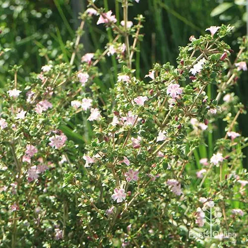 Serissa foetida ‘Snow Leaves Pink’ (Snow Rose)