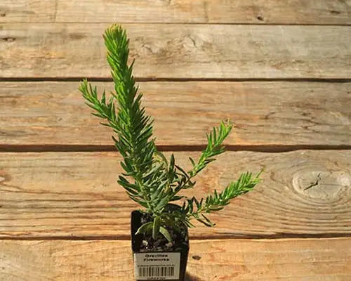 Grevillea 'Fireworks' (Grevillea Fireworks)