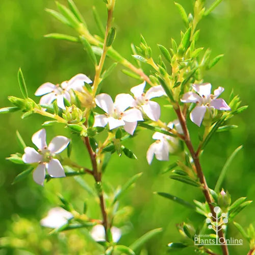 Coleonema album (White Confetti Bush)
