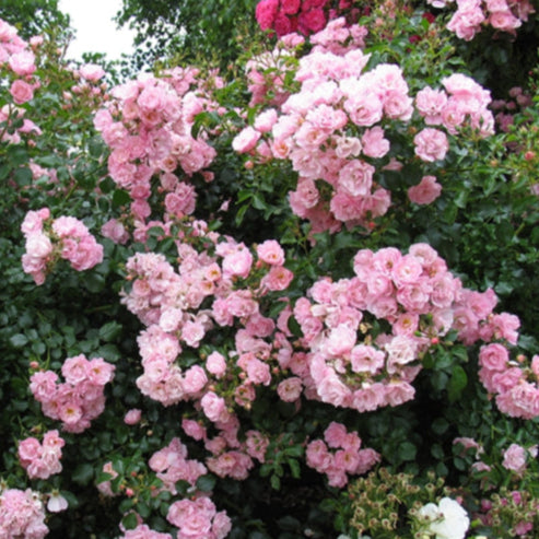 Rosa hybrid (Flower Carpet Appleblossom Rose)