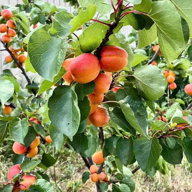 DWARF | Prunus Armeniaca (Apricot Fireball)