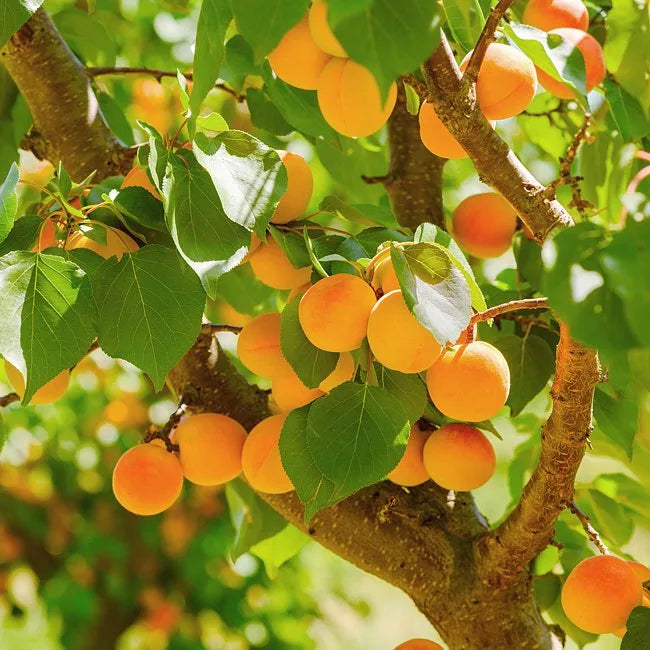 Apricot Storeys M