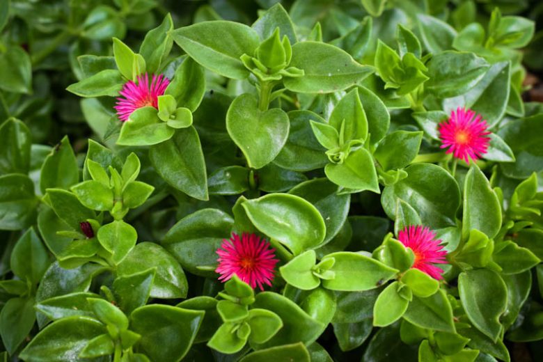 Aptenia Cordifolia 'Rosea' (Rosea Baby Sunrose)