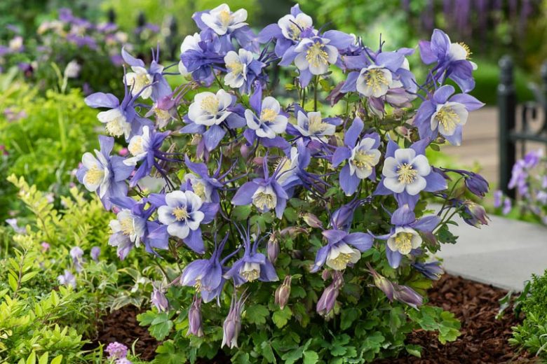 Aquilegia vulgaris 'Earlybird Purple & Blue' (Earlybird Purple & Blue Columbine)