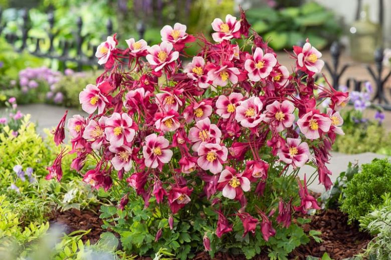 Aquilegia vulgaris 'Earlybird Red & White' (Earlybird Red & White Columbine)