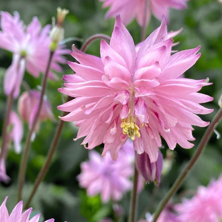 Aquilegia vulgaris 'Barlow Rose' (Barlow Rose Columbine)
