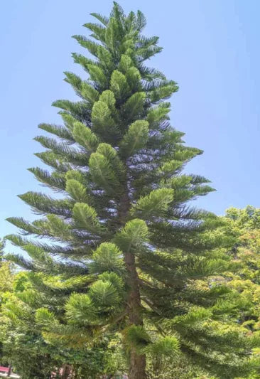 Cook Pine Araucaria columnaris – Tall, Elegant Cook Pine for Coastal Landscapes ...