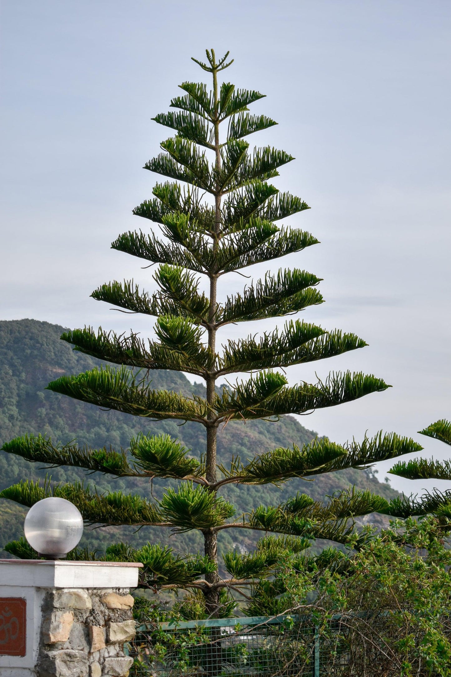 Araucaria Heterophylla (Norfolk Island Pine)