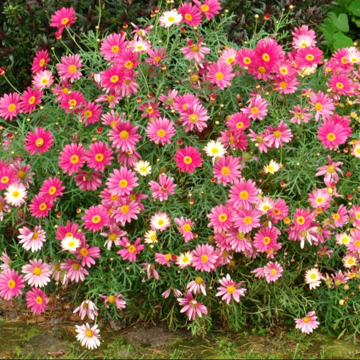 Argyranthemum frutescens (Double Musk)