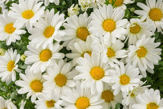Argyranthemum frutescens (Single White)