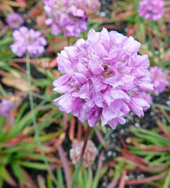 Armeria pseudarmeria (Ballerina Pink)