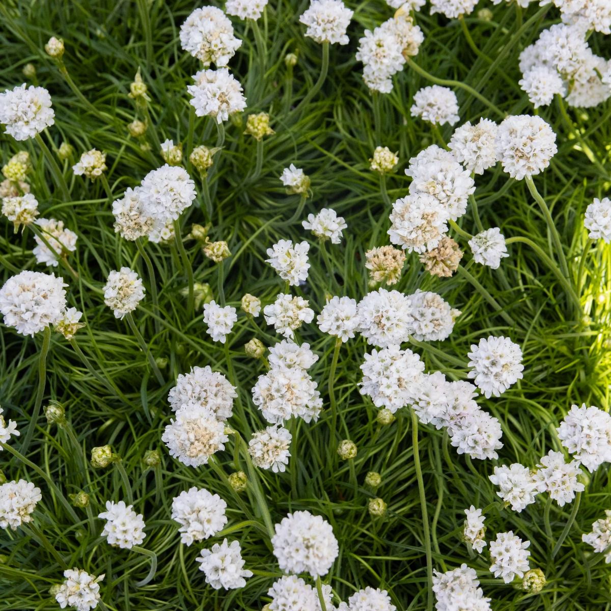 Armeria Maritima 'Alba' (White Sea Thrift)
