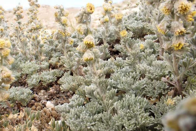 Artemisia frigida (Prairie Sage)