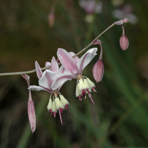 Arthropodium milleflorum (Vanilla Lily)