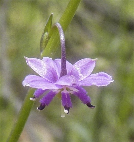 Arthropodium Minus (Small Vanilla Lily)