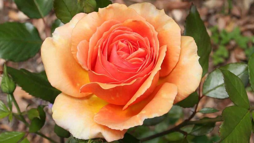 Rosa ‘Ashram’ (Hybrid Tea Rose)