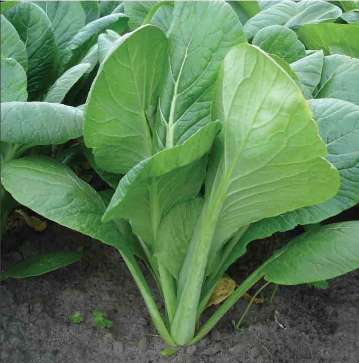 Brassica Rapa var. Parachinensis 'Karate' (Karate Choy Sum)