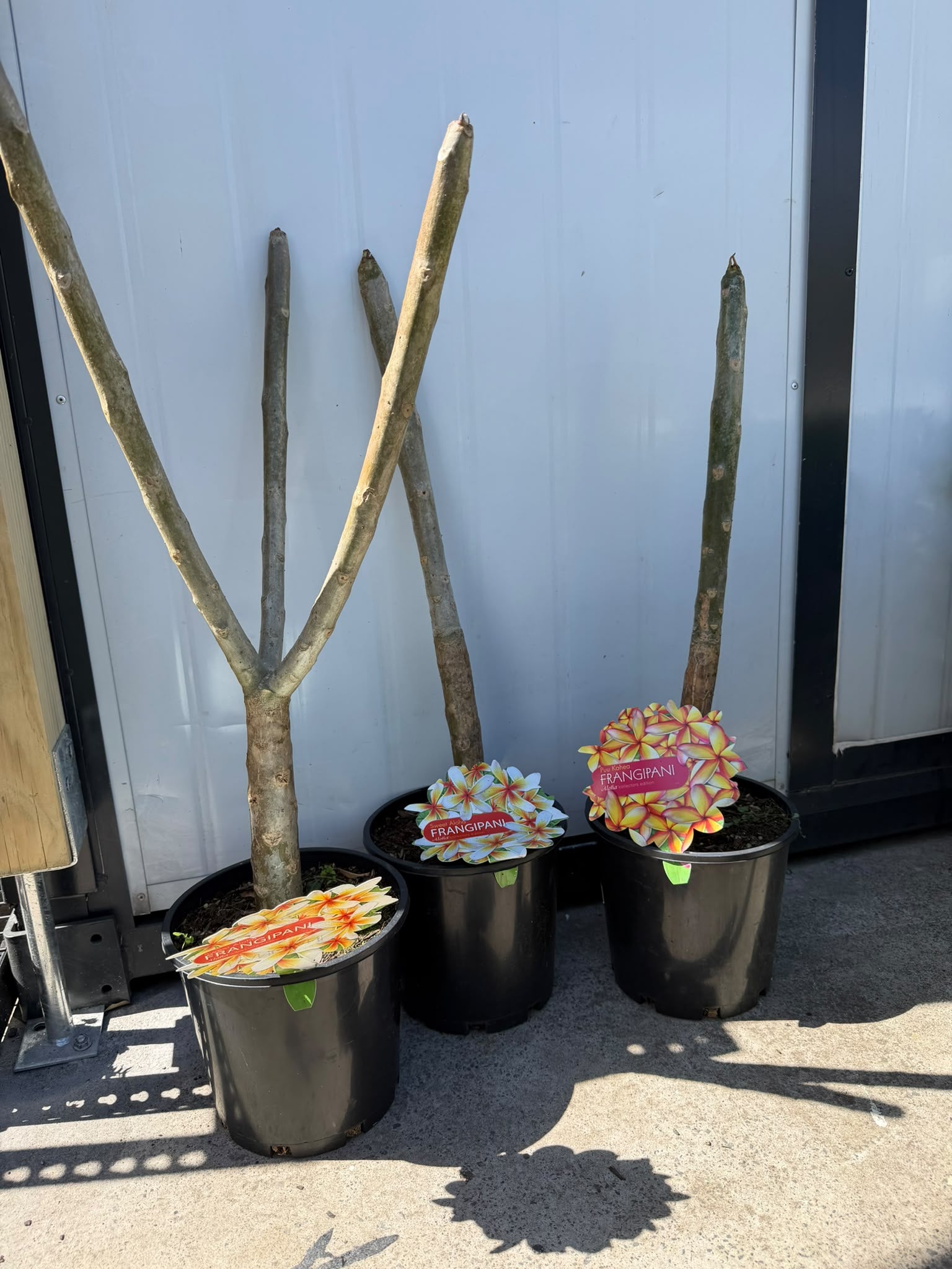 Plumeria Rubra (Assorted Frangipani) CLEARANCE